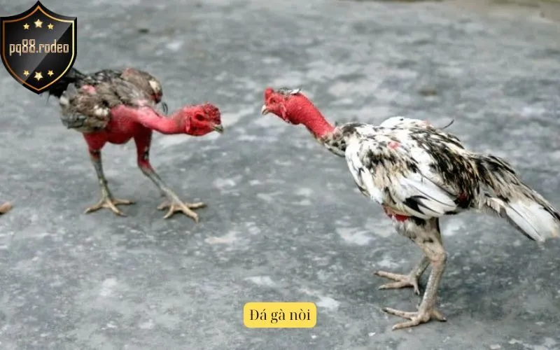 Đá gà nòi