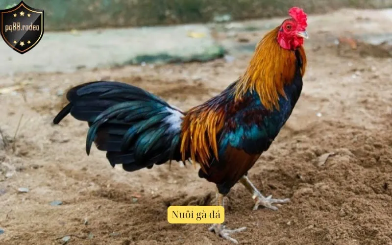 Nuôi gà đá